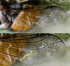 Pterodontia flavipes