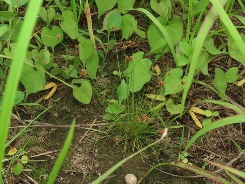 Image of Bulbostylis barbata by (c) chiuluan, some rights reserved (CC BY)