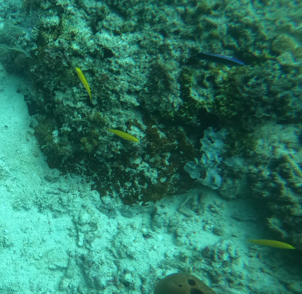 Canary Wrasse