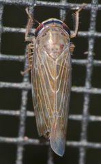 Chlorotettix necopinus