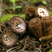 Cyathus striatus - Photo (c) Bruce Newhouse,  זכויות יוצרים חלקיות (CC BY-NC-ND), uploaded by Bruce Newhouse