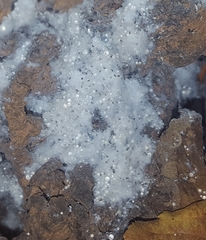 Podosphaera leucotricha