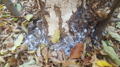 Podosphaera leucotricha