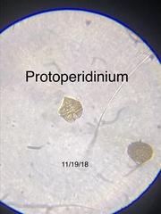 Protoperidinium