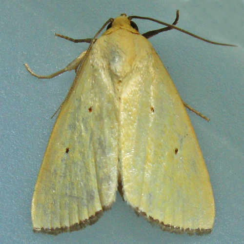 Black-bordered Lemon Moth photo 3
