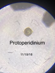 Protoperidinium
