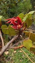 Chiranthodendron pentadactylon