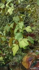 Chiranthodendron pentadactylon