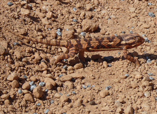 Flap-necked Chameleon