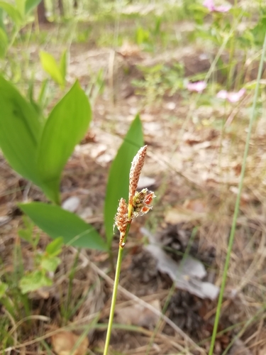 Carex ericetorum (Carex ericetorum)