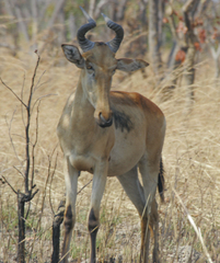 Alcelaphus buselaphus lichtensteinii