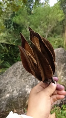 Chiranthodendron pentadactylon
