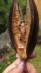 Chiranthodendron pentadactylon