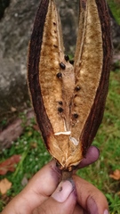 Chiranthodendron pentadactylon