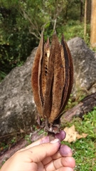 Chiranthodendron pentadactylon