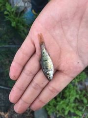 Barbodes semifasciolatus