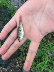 Barbodes semifasciolatus