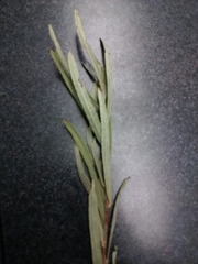 Salix exigua