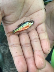 Barbodes semifasciolatus