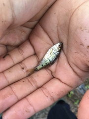 Barbodes semifasciolatus