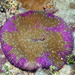 Common Mushroom Coral - Photo (c) uwkwaj, some rights reserved (CC BY-NC), uploaded by uwkwaj