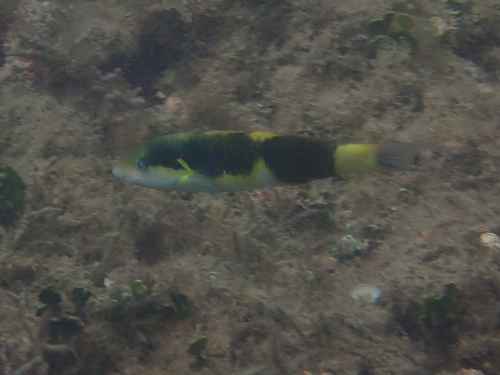 Black-barred Wrasse