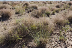 Sporobolus contractus