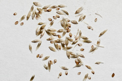 Sporobolus contractus