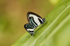 Nacaduba cyanea