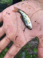 Barbodes semifasciolatus