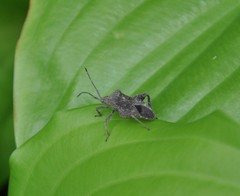 Acanthocoris sordidus