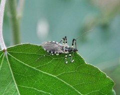 Sphedanolestes impressicollis