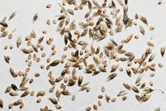 Sporobolus flexuosus