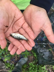 Barbodes semifasciolatus