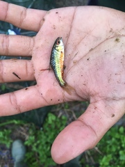 Barbodes semifasciolatus