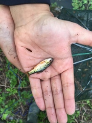 Barbodes semifasciolatus