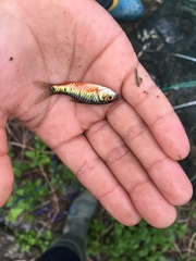 Barbodes semifasciolatus