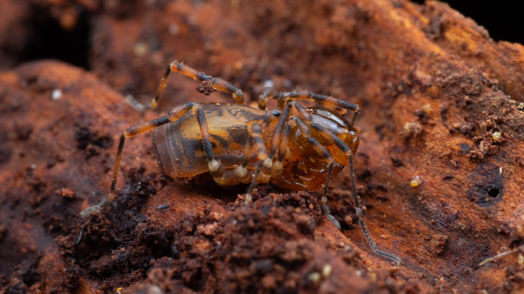 Nunciella tasmaniensis