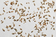 Sporobolus flexuosus