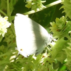 Strephonota tephraeus