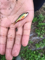 Barbodes semifasciolatus