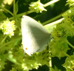 Strephonota tephraeus