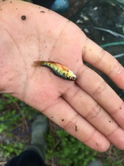 Barbodes semifasciolatus