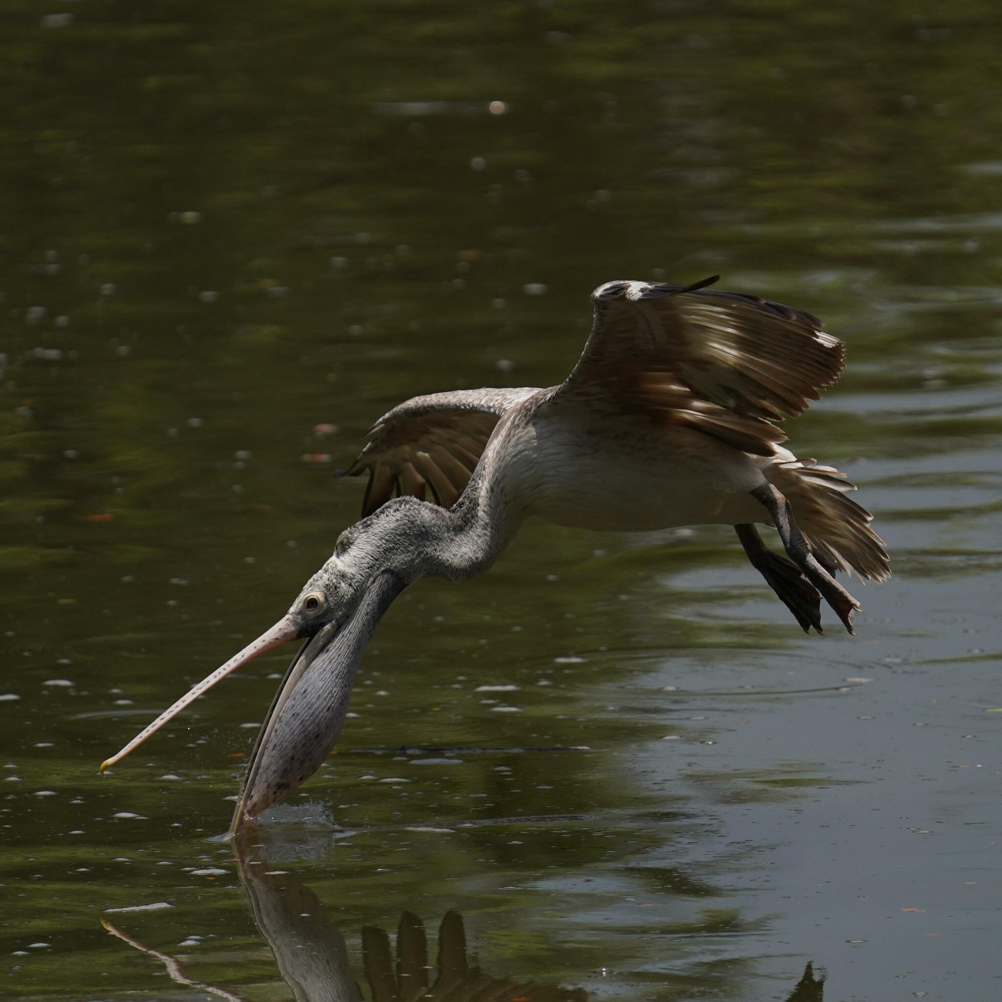 Spot-billed Pelican illustration