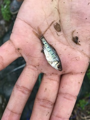 Barbodes semifasciolatus