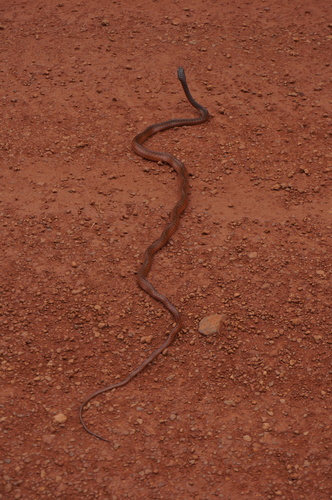 Chironius scurrula