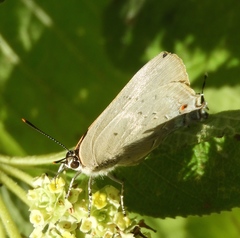 Parrhasius polibetes