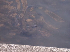 Sarotherodon melanotheron