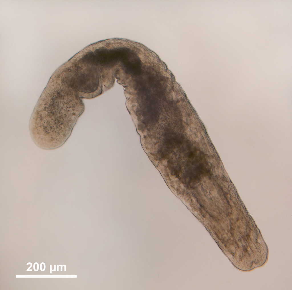 Prorhynchus stagnalis