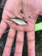 Barbodes semifasciolatus